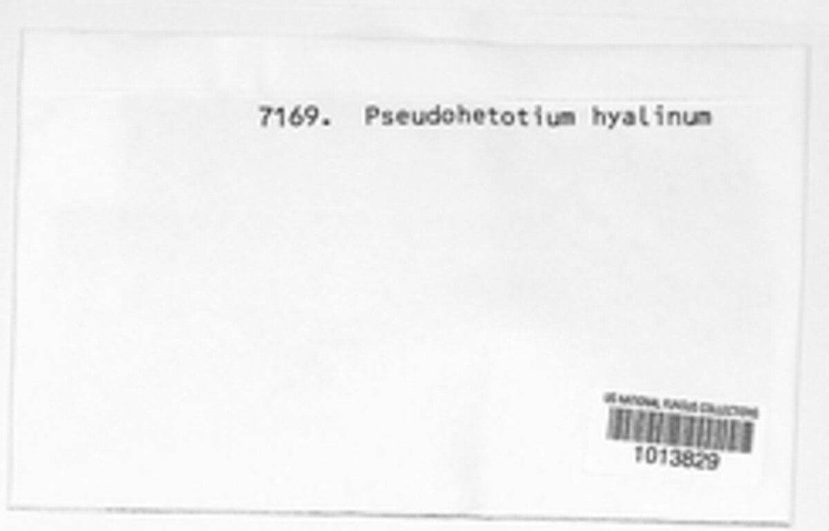 Pseudohelotium image